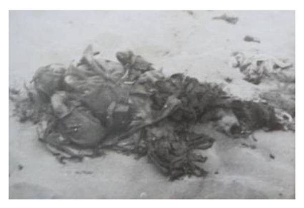 Landser (German infantry soldier) shattered by a grenade..................